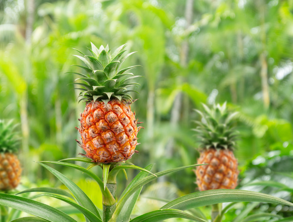 Obst im Gewächshaus Ananas Ananas